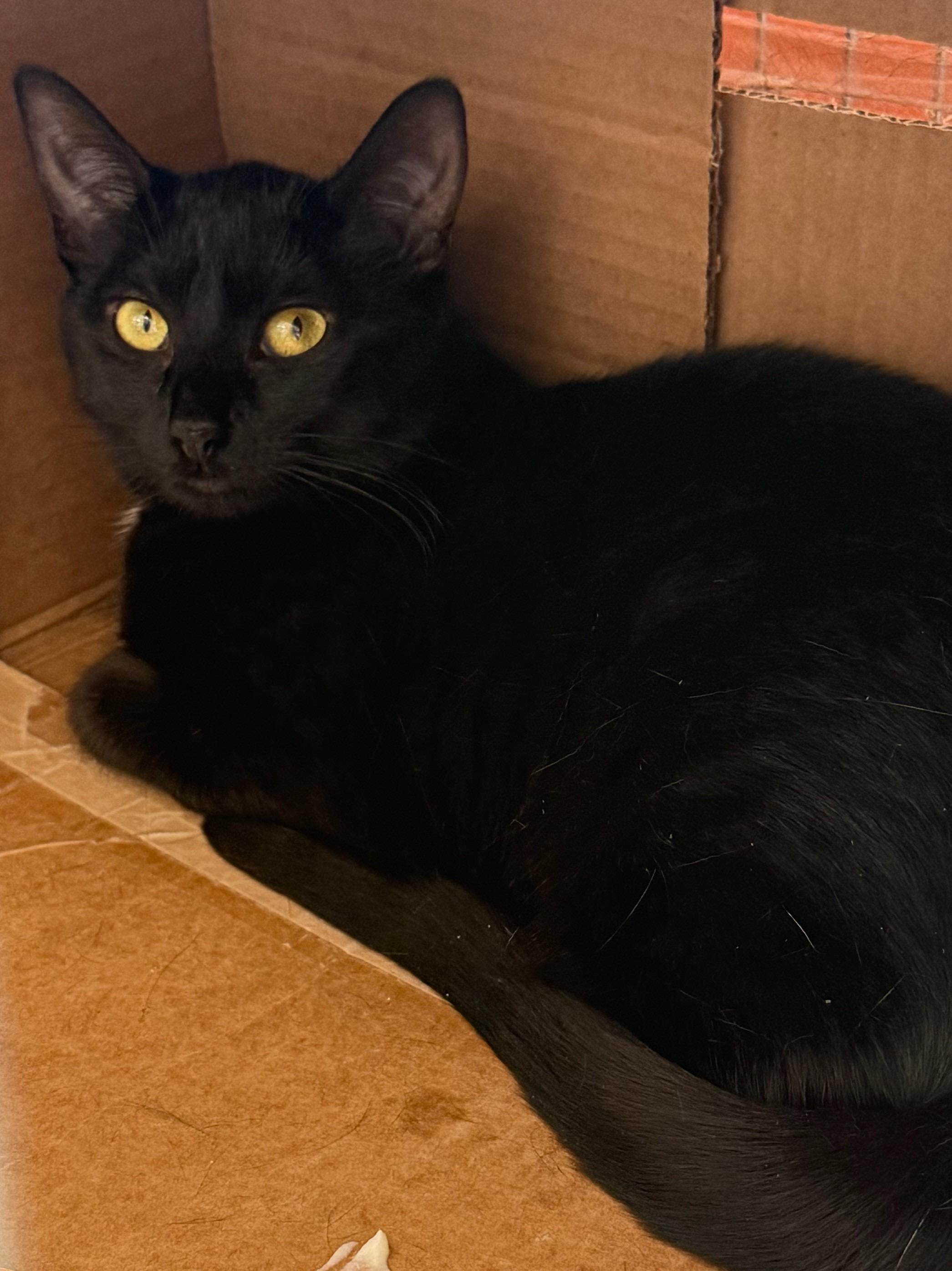 Tiny, Adoptable, Young Female Domestic Short Hair.