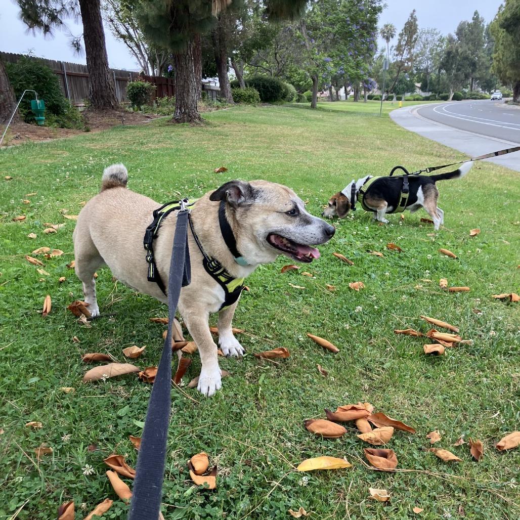 Cerro, a Adoptable Labrador Retriever in Ramona, CA image 2/6