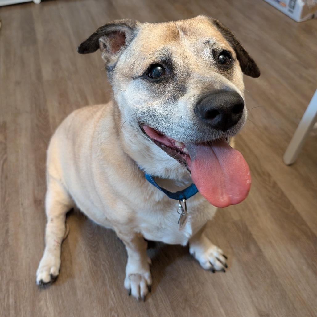 Cerro, a Adoptable Labrador Retriever in Ramona, CA image 3/6