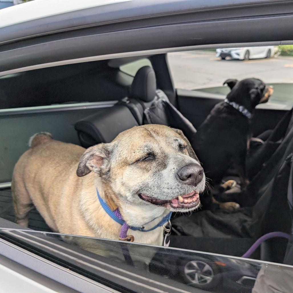Cerro, a Adoptable Labrador Retriever in Ramona, CA image 6/6
