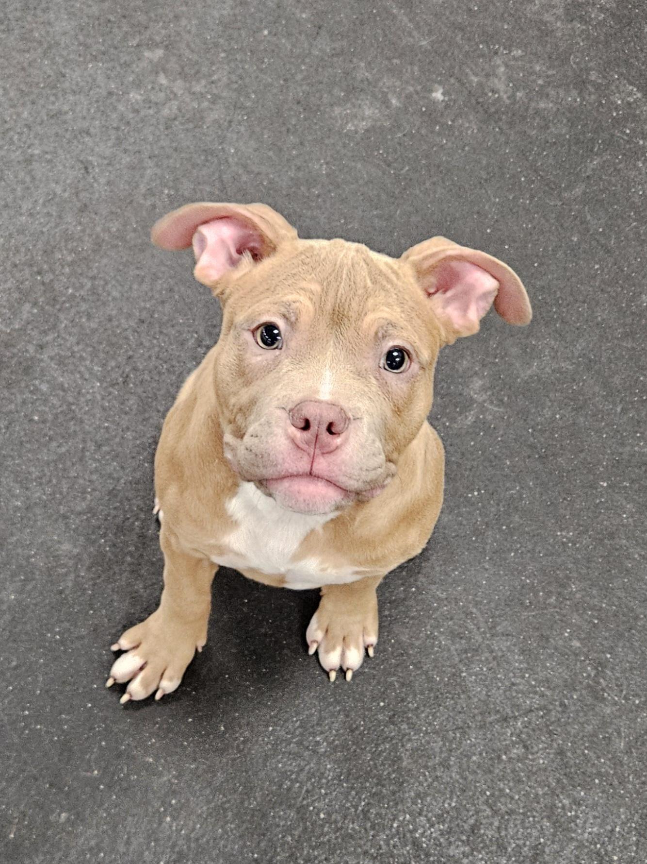 Enlarge Elsa, an adopted Pit Bull Terrier in Bloomfield, CT image 1/1