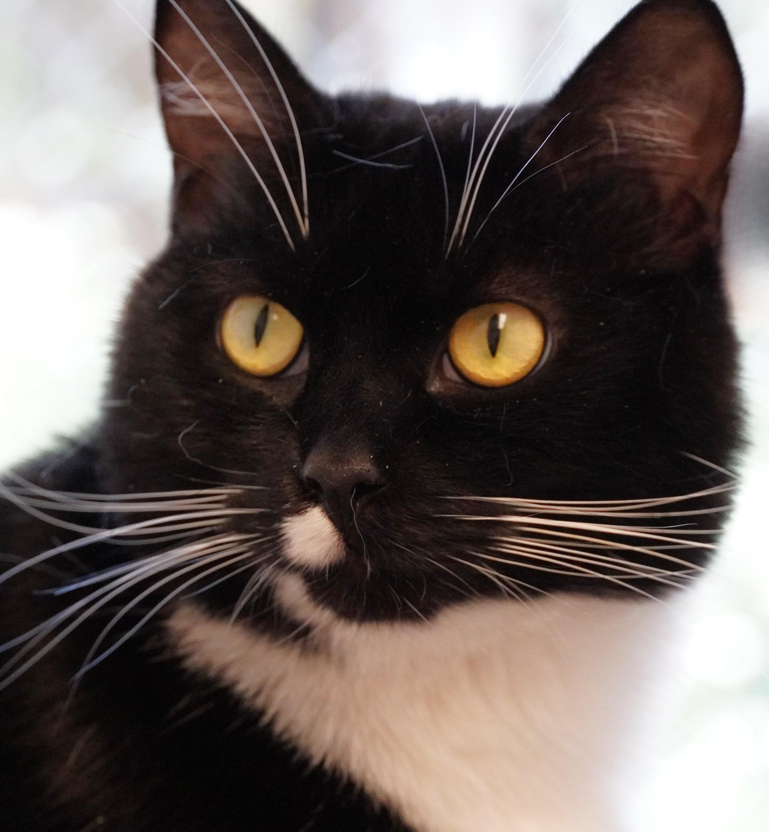 Fiona Apple, ADOPTABLE, Adult Female Domestic Short Hair.