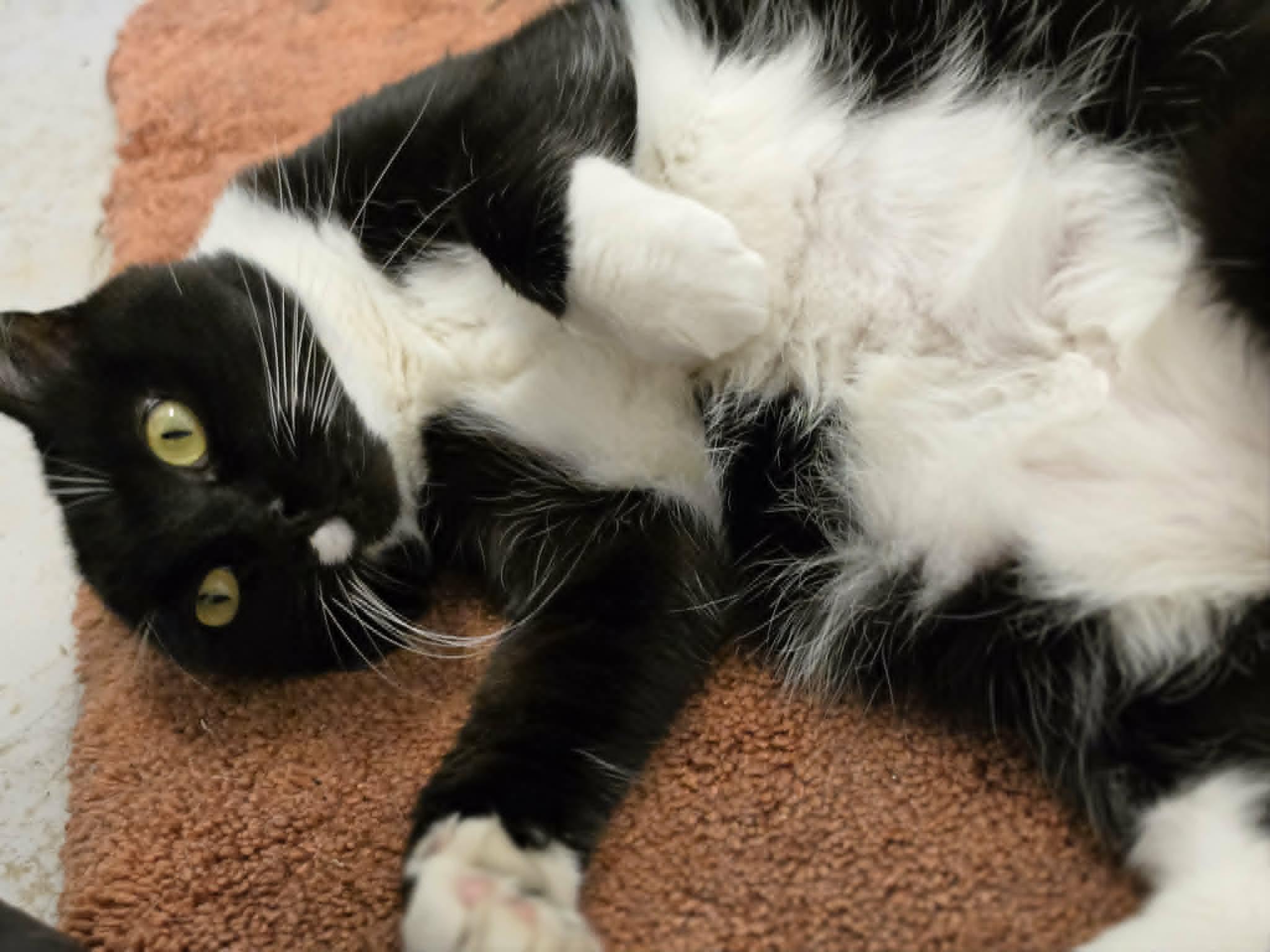 Fiona Apple, a ADOPTABLE Domestic Short Hair in Grants Pass, OR image 2/2