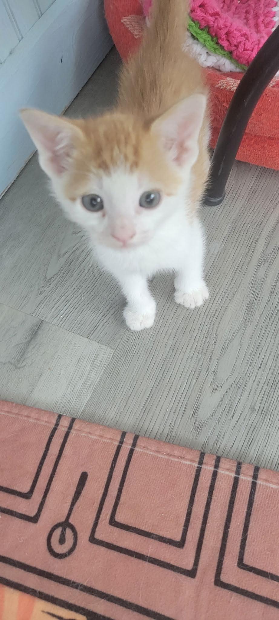 Moe, Adoptable, Kitten Male American Shorthair.