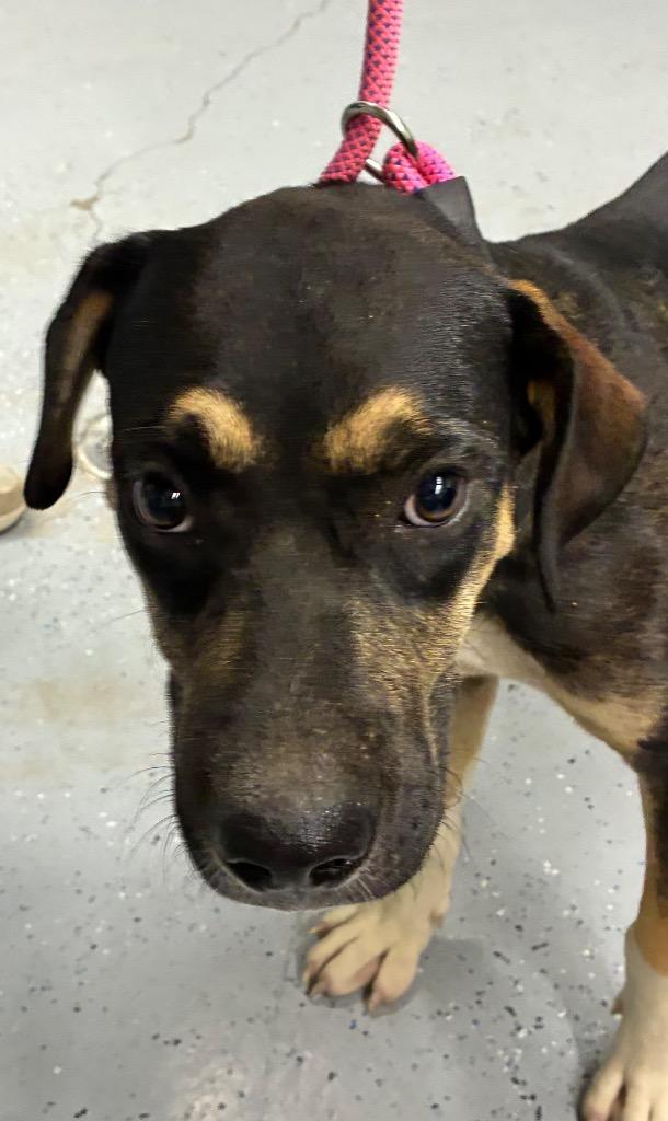 Snickers, Adoptable, Puppy Male Shepherd.