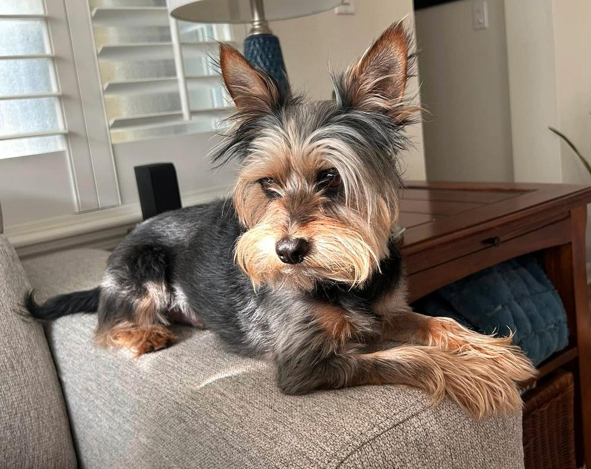 Dino ADOPTION PENDING, Adoptable, Adult Male Yorkshire Terrier.
