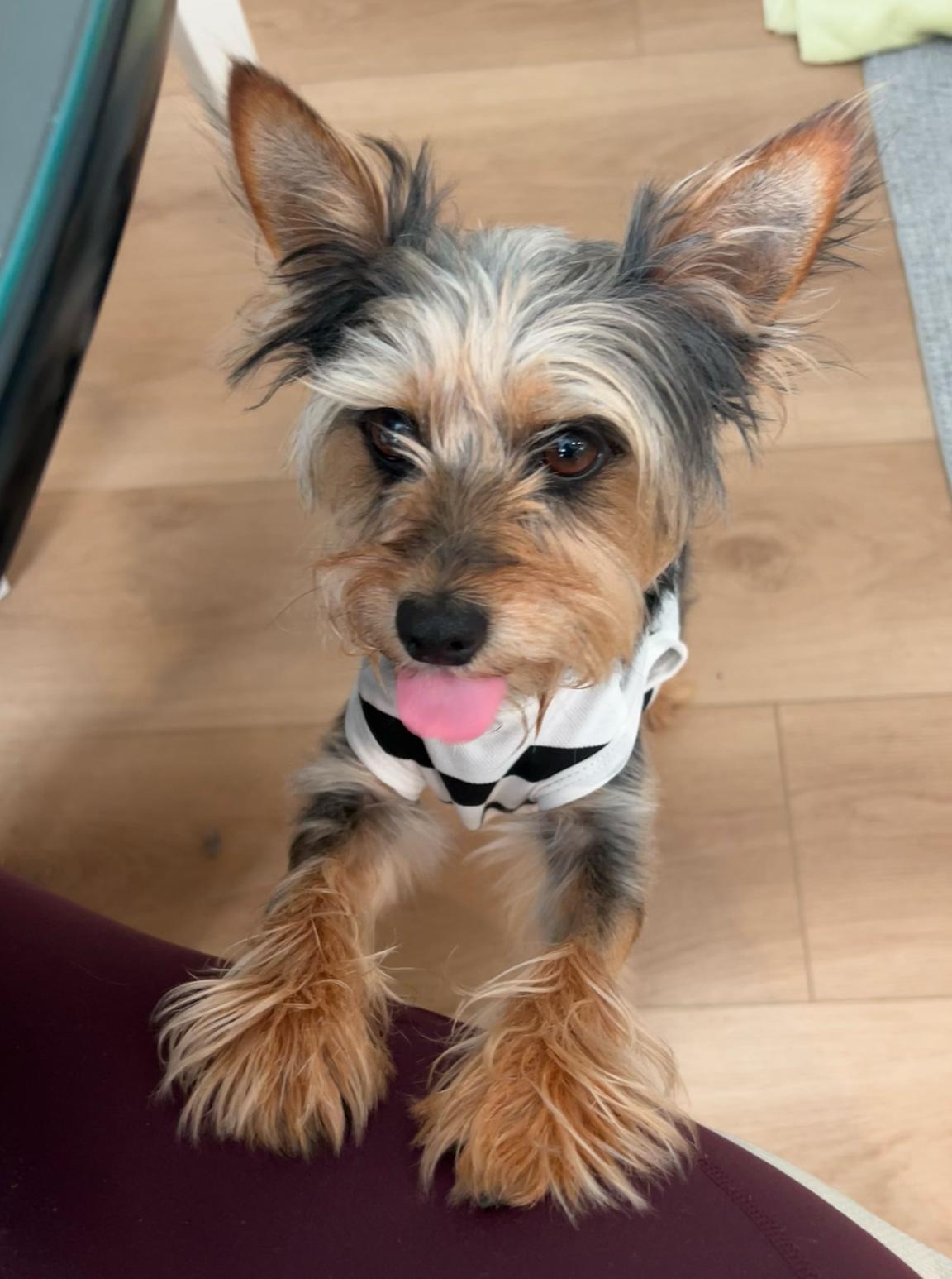 Enlarge Dino ADOPTION PENDING, a Adoptable Yorkshire Terrier in Osteen, FL image 2/3