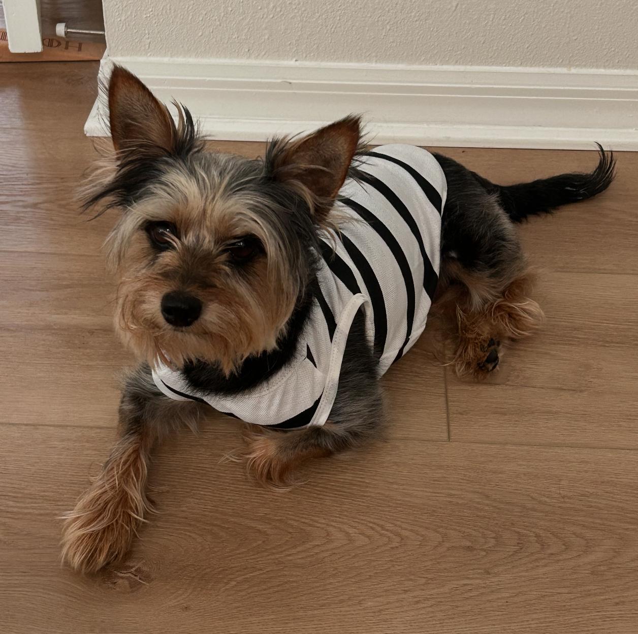 Enlarge Dino ADOPTION PENDING, a Adoptable Yorkshire Terrier in Osteen, FL image 3/3