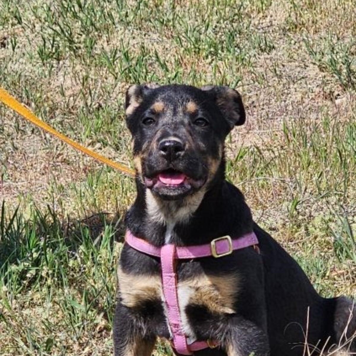 Enlarge Opal, a Adoptable mixed breed in Spokane, WA image 2/6