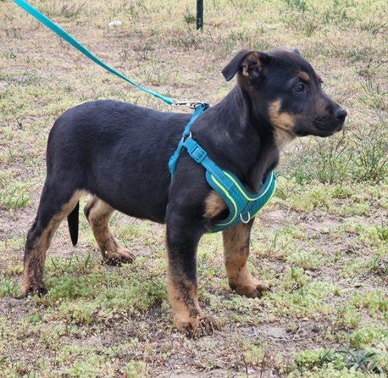 Enlarge Opal, a Adoptable mixed breed in Spokane, WA image 6/6