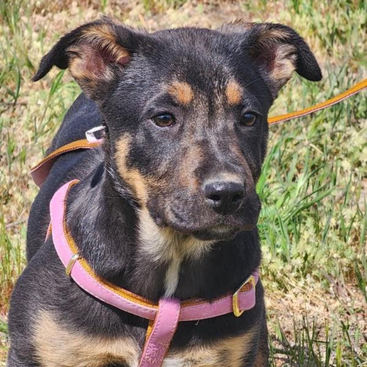 Opal, Adoptable, Puppy Female German Shepherd Dog.