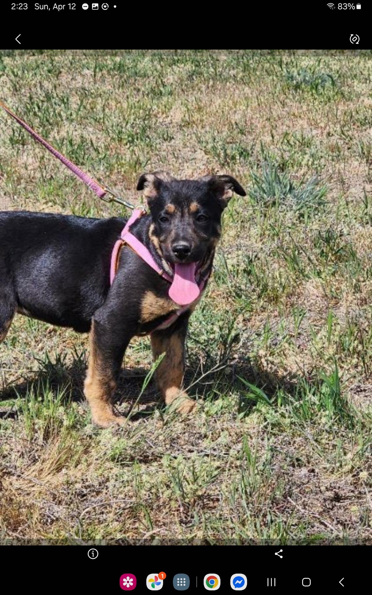 Enlarge Opal, a Adoptable mixed breed in Spokane, WA image 5/6