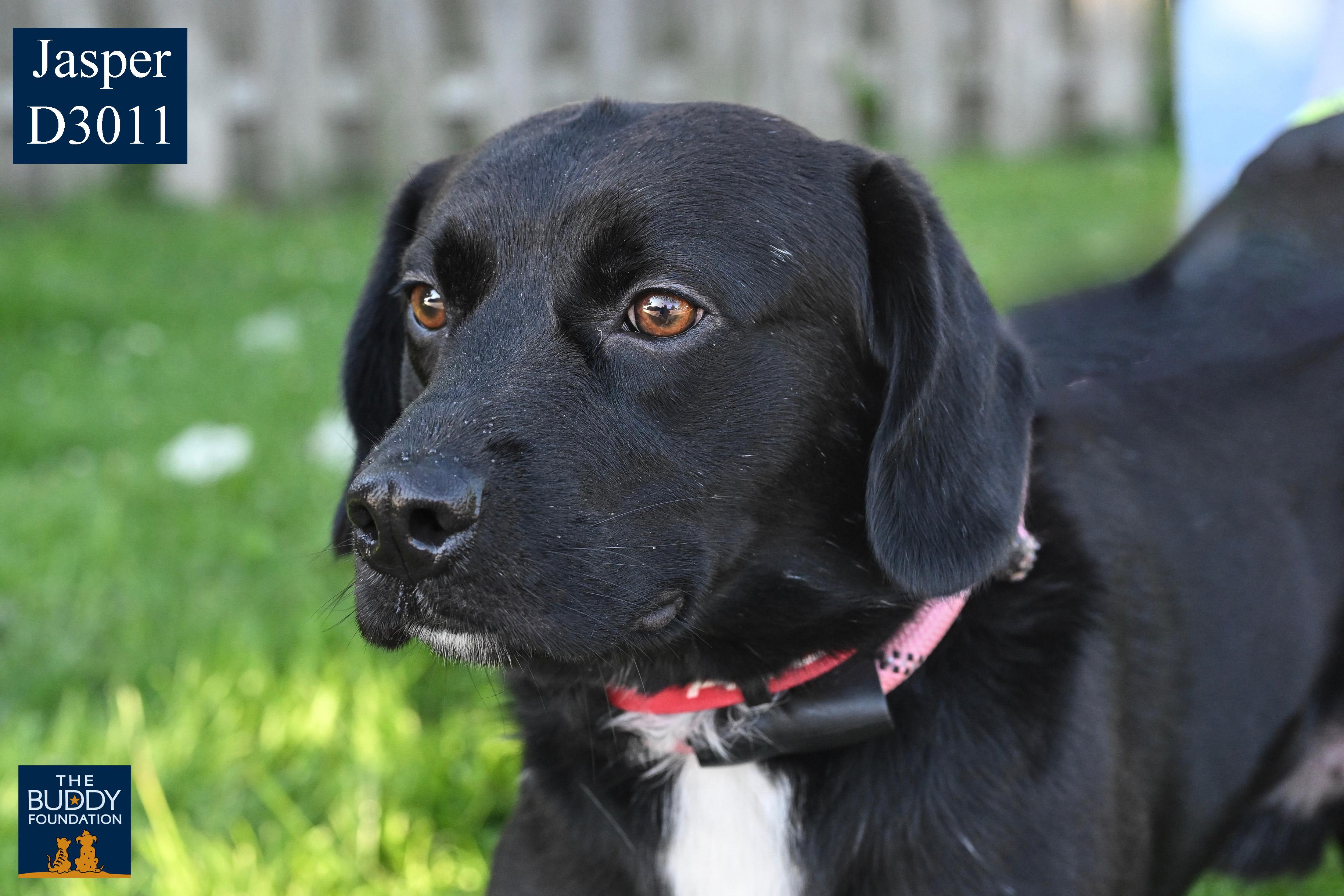 Jasper, adopted, Young Male Labrador Retriever & Beagle.
