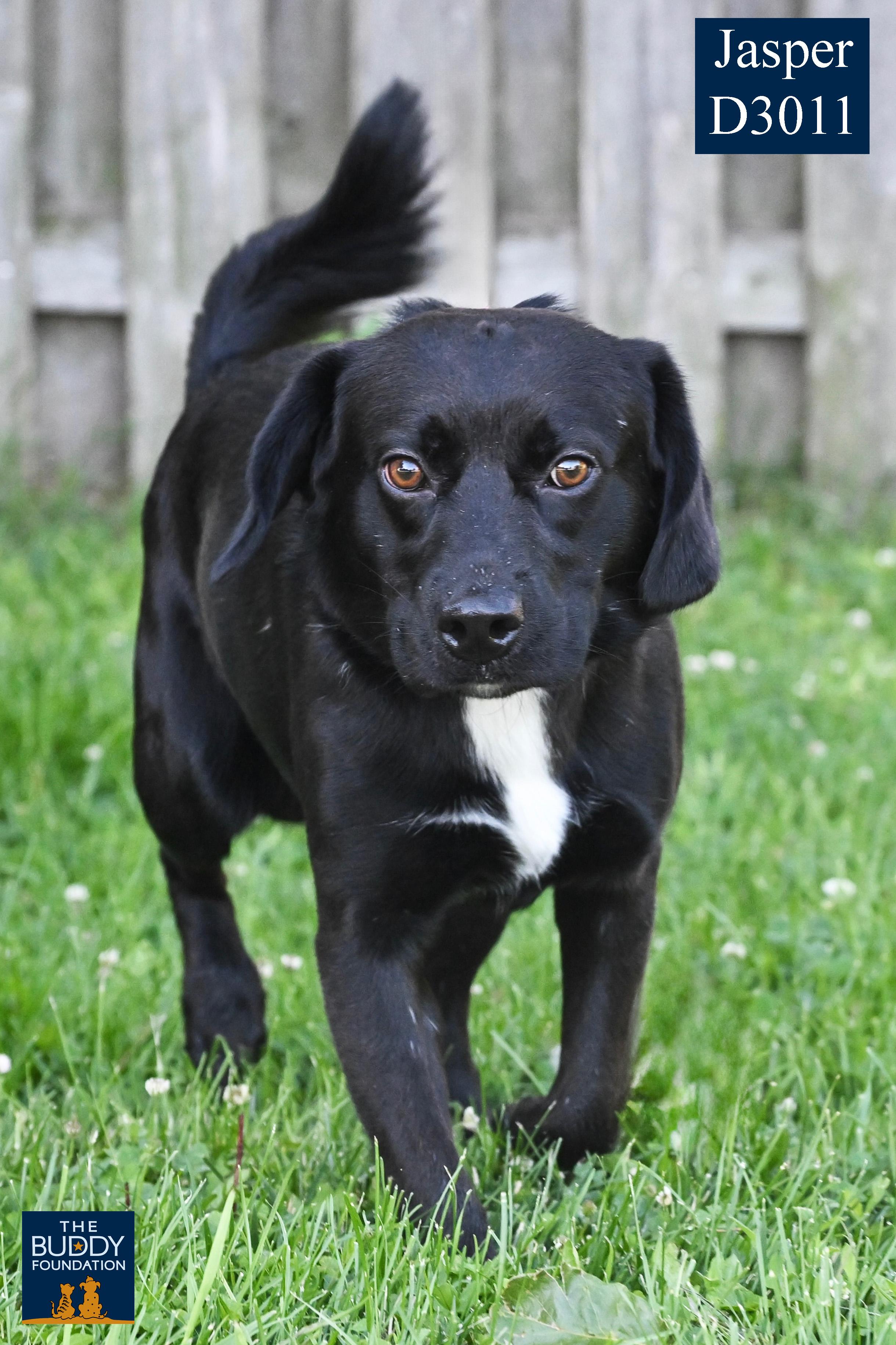Jasper, an adopted mixed breed in Arlington Heights, IL image 2/2