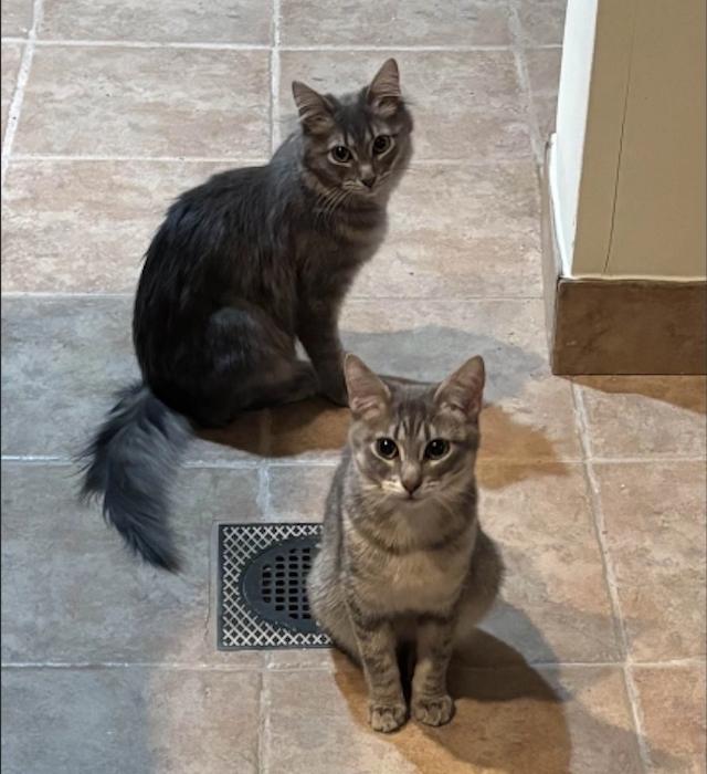 Franny & Mitzy, Young Female Domestic Long Hair