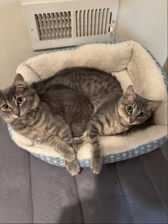 Franny & Mitzy photo 2