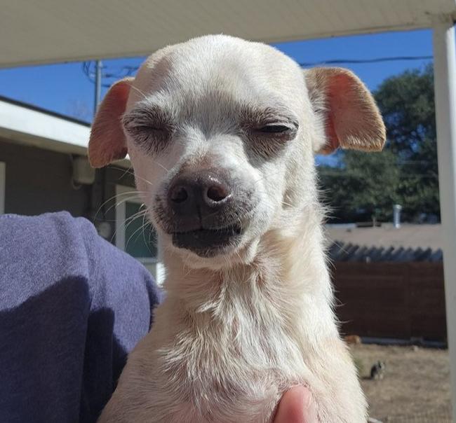 Isla, Adoptable, Adult Female Chihuahua.