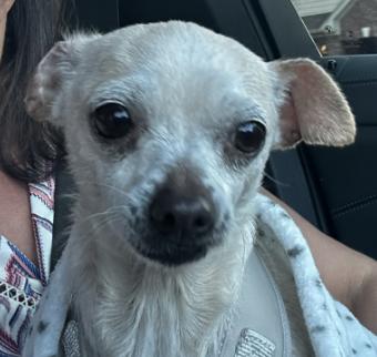 Enlarge Isla, a Adoptable Chihuahua in Austin, TX image 4/4