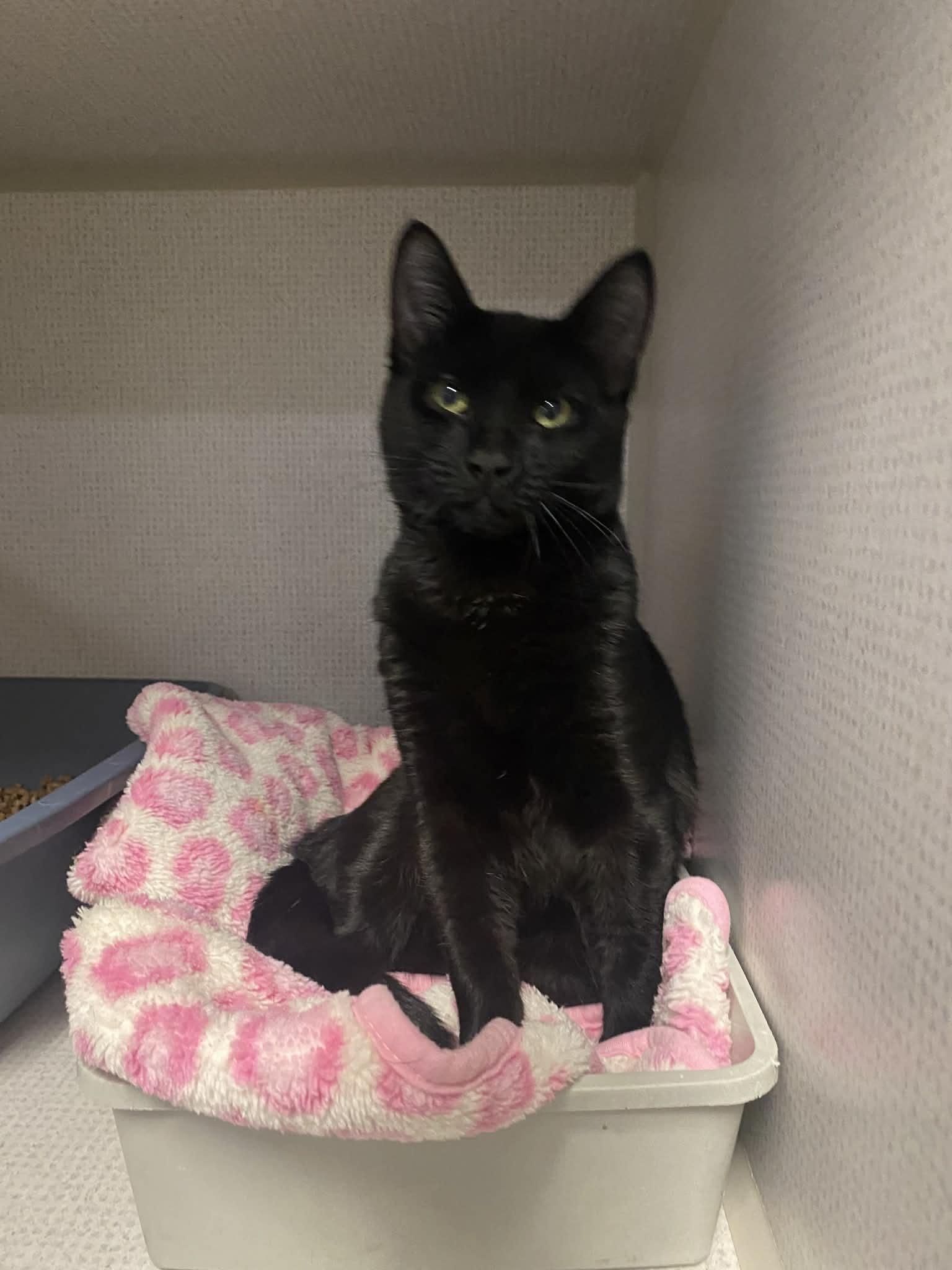 Wayne, ADOPTABLE, Young Male Domestic Short Hair.