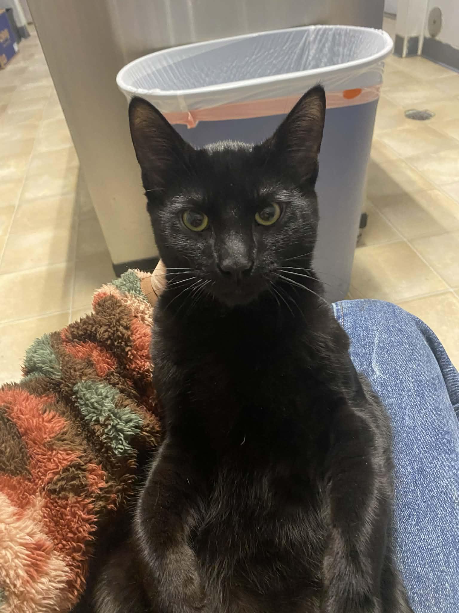 Wayne, a ADOPTABLE Domestic Short Hair in St. Maries, ID image 2/3