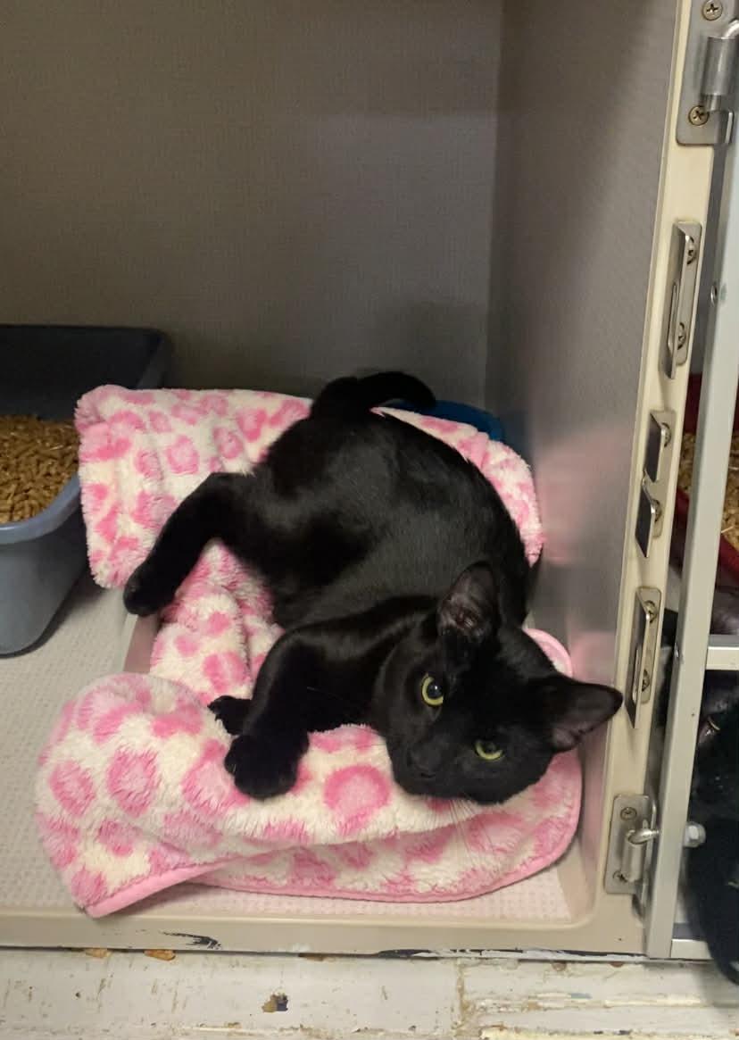 Wayne, a ADOPTABLE Domestic Short Hair in St. Maries, ID image 3/3