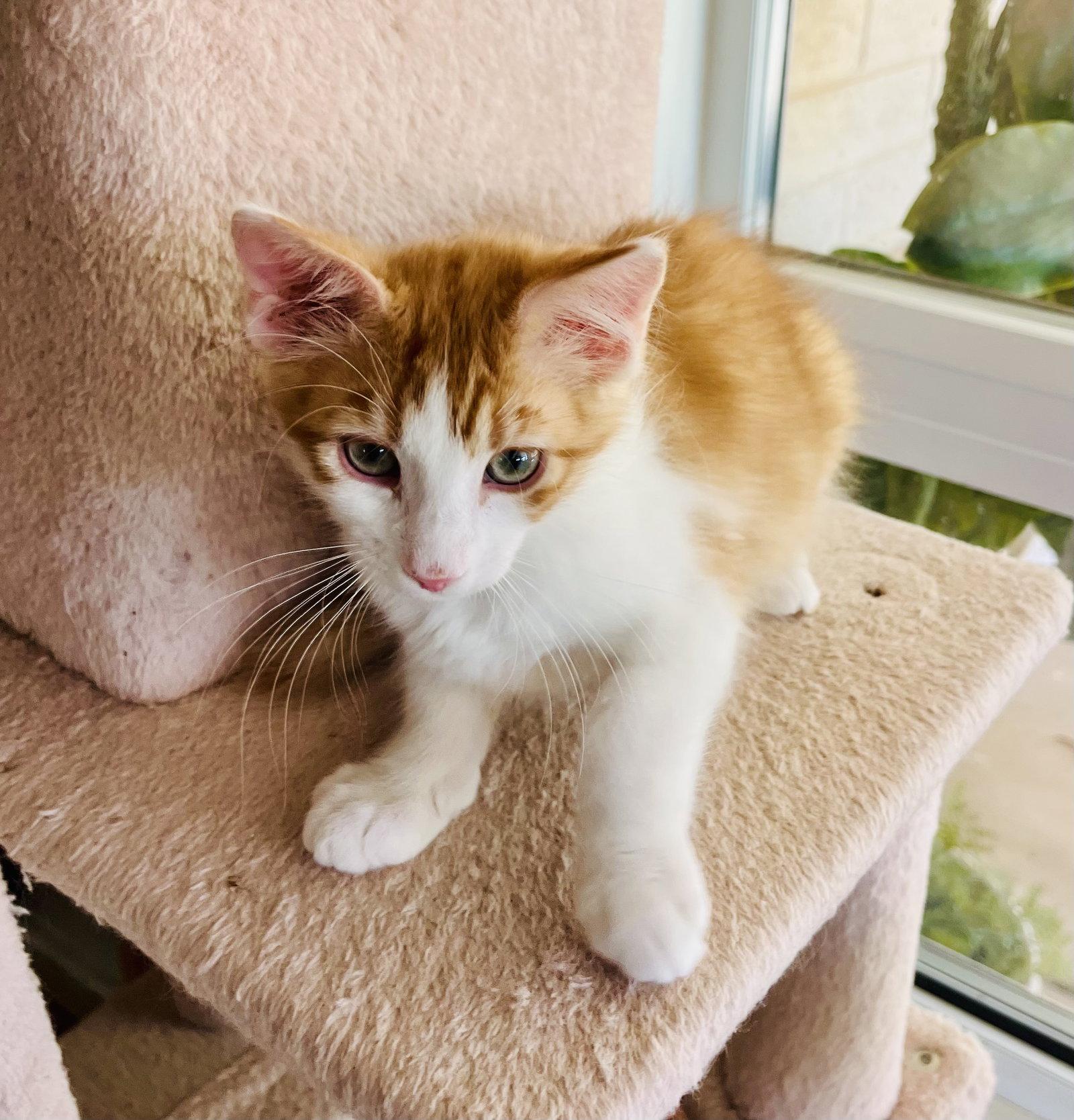 Mac & Cheese, Adoptable, Kitten Male Domestic Medium Hair & Tabby.