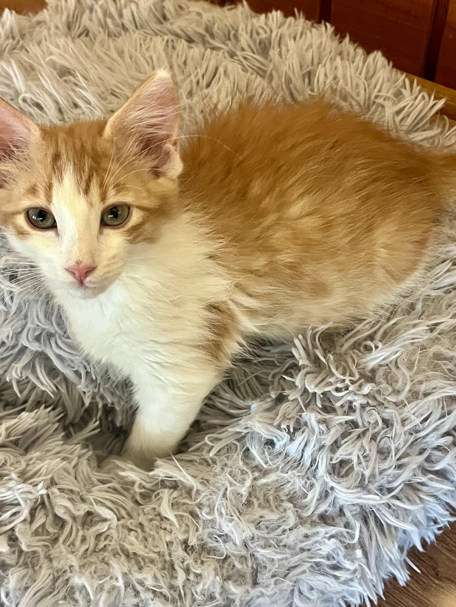 Enlarge Mac & Cheese, a Adoptable mixed breed in Phoenix, AZ image 2/2