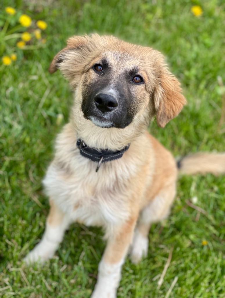 Enlarge Penny, a Adoptable mixed breed in Decorah, IA image 1/2