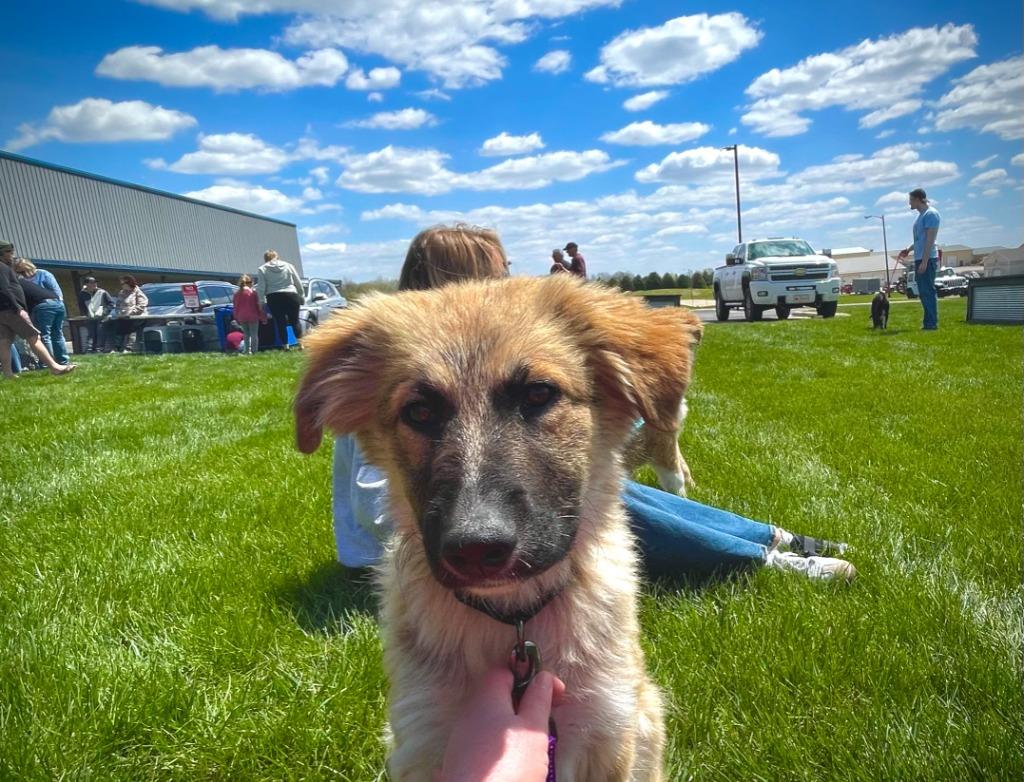 Enlarge Penny, a Adoptable mixed breed in Decorah, IA image 2/2