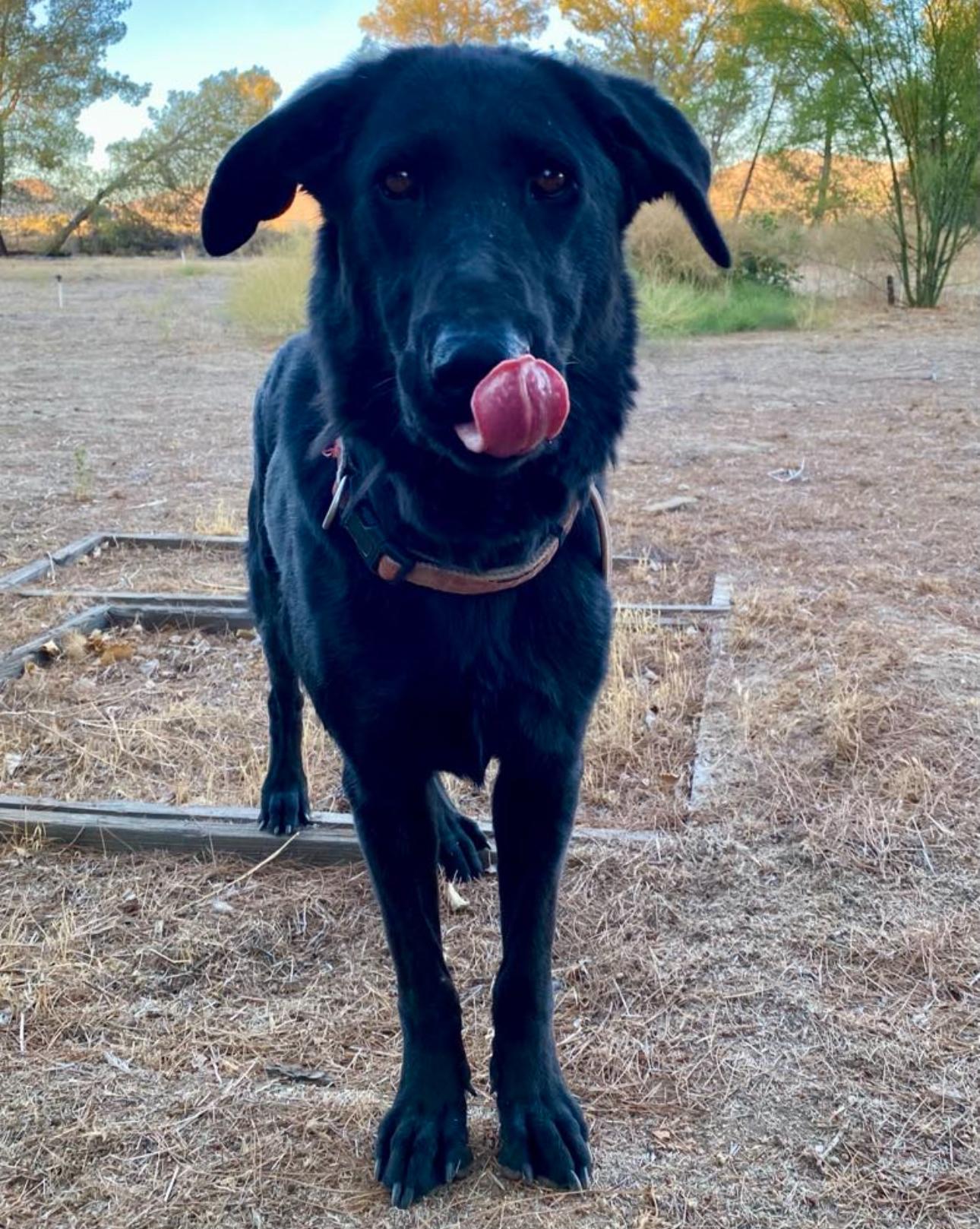 Enlarge Bugs Bunny, a Adoptable mixed breed in Los Angeles, CA image 5/6