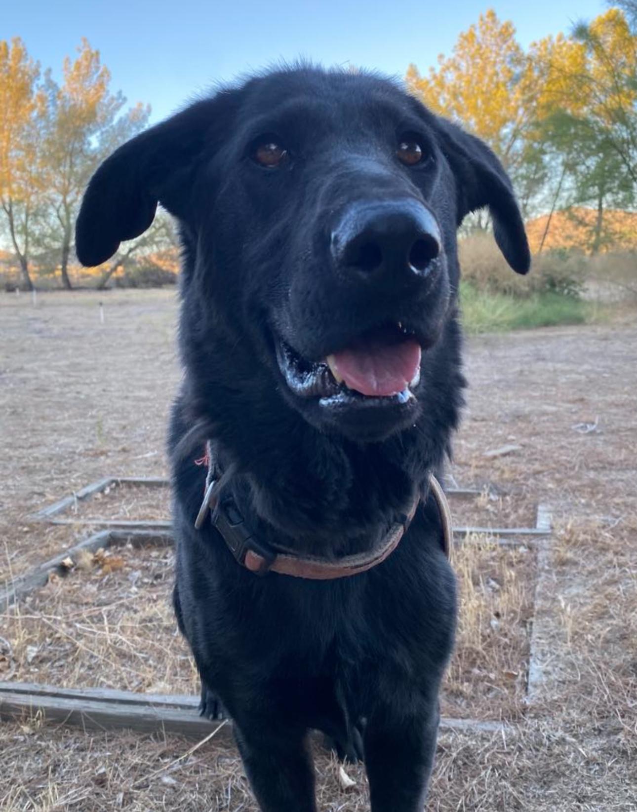Enlarge Bugs Bunny, a Adoptable mixed breed in Los Angeles, CA image 2/6