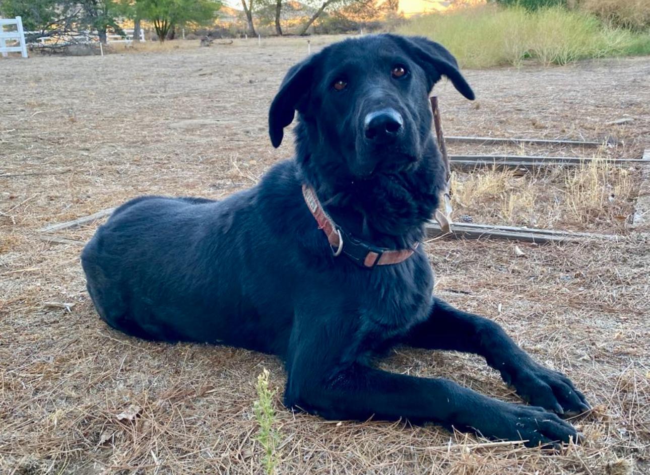 Enlarge Bugs Bunny, a Adoptable mixed breed in Los Angeles, CA image 6/6