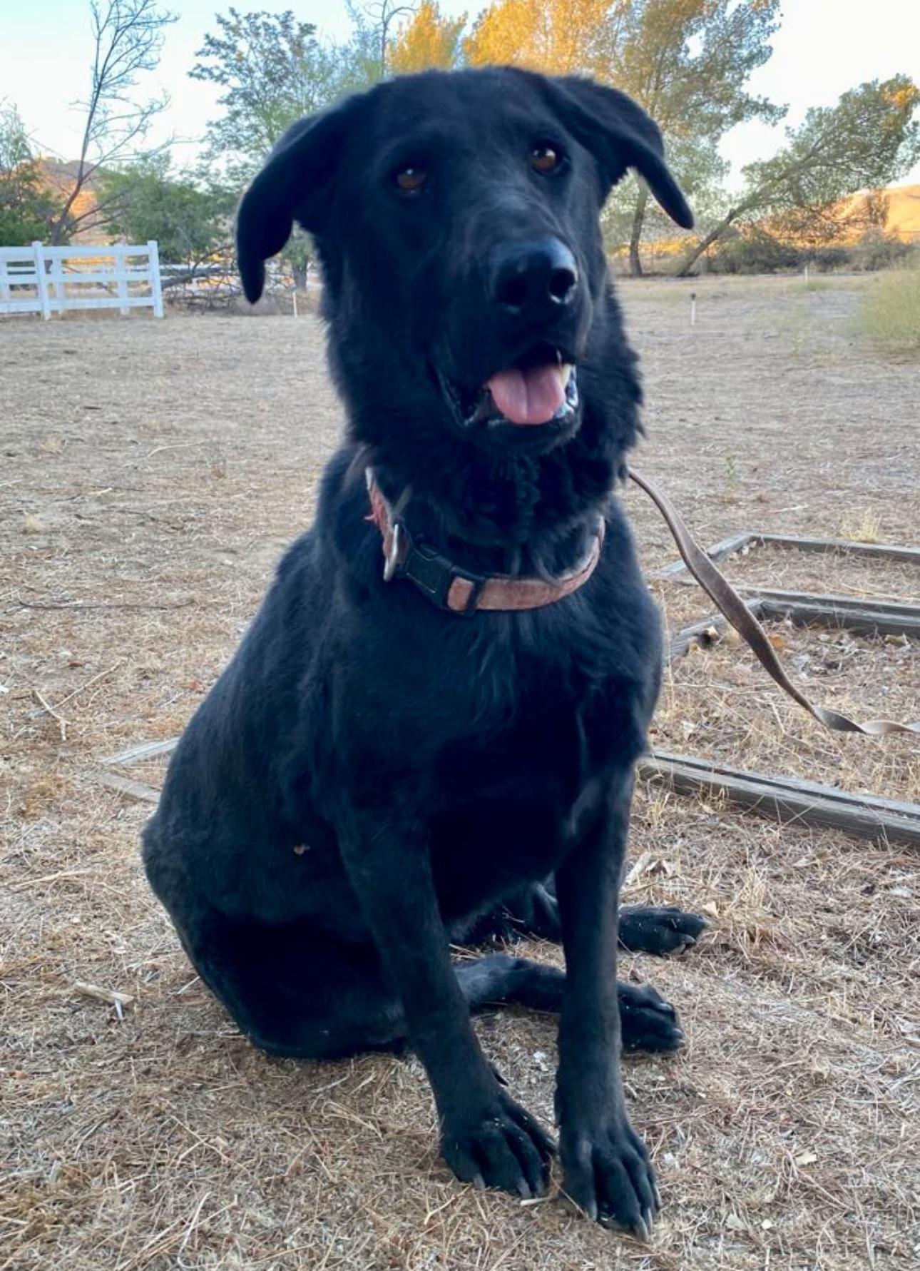 Enlarge Bugs Bunny, a Adoptable mixed breed in Los Angeles, CA image 3/6