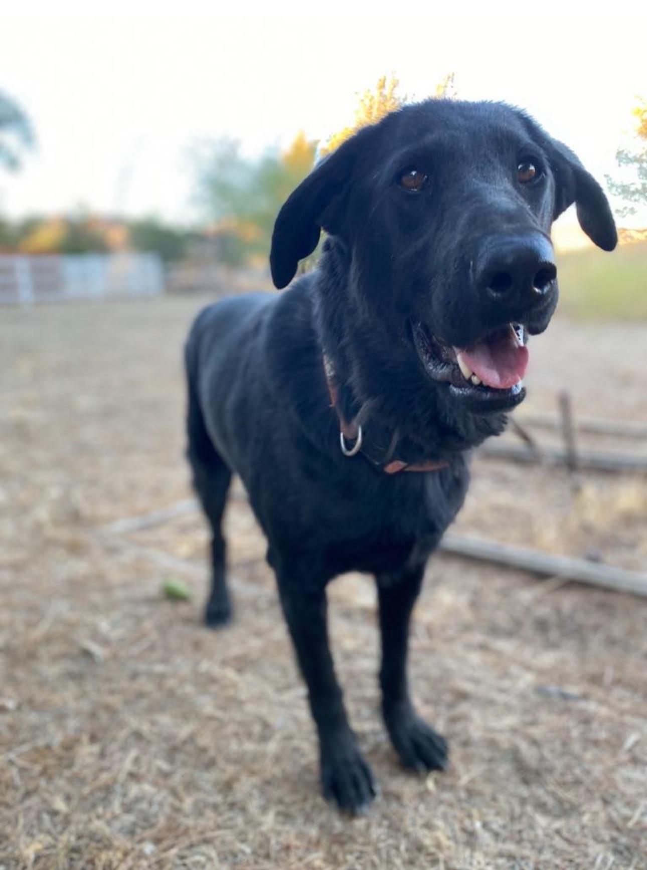 Enlarge Bugs Bunny, a Adoptable mixed breed in Los Angeles, CA image 4/6