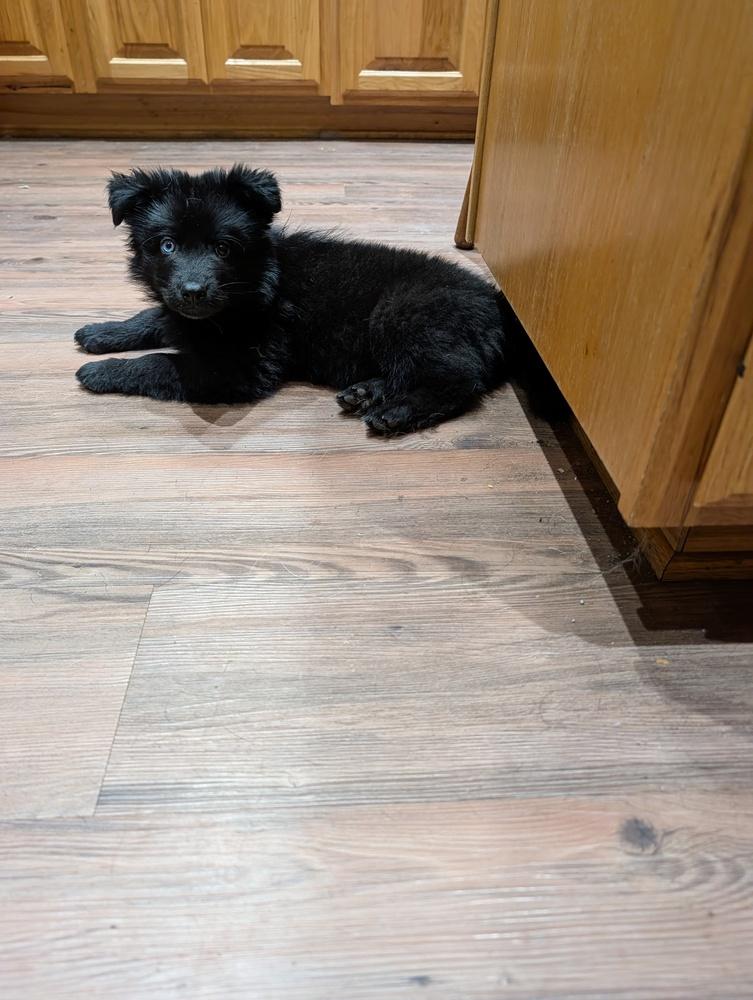 Enlarge Starlord, a Adoptable mixed breed in Waunakee, WI image 1/4