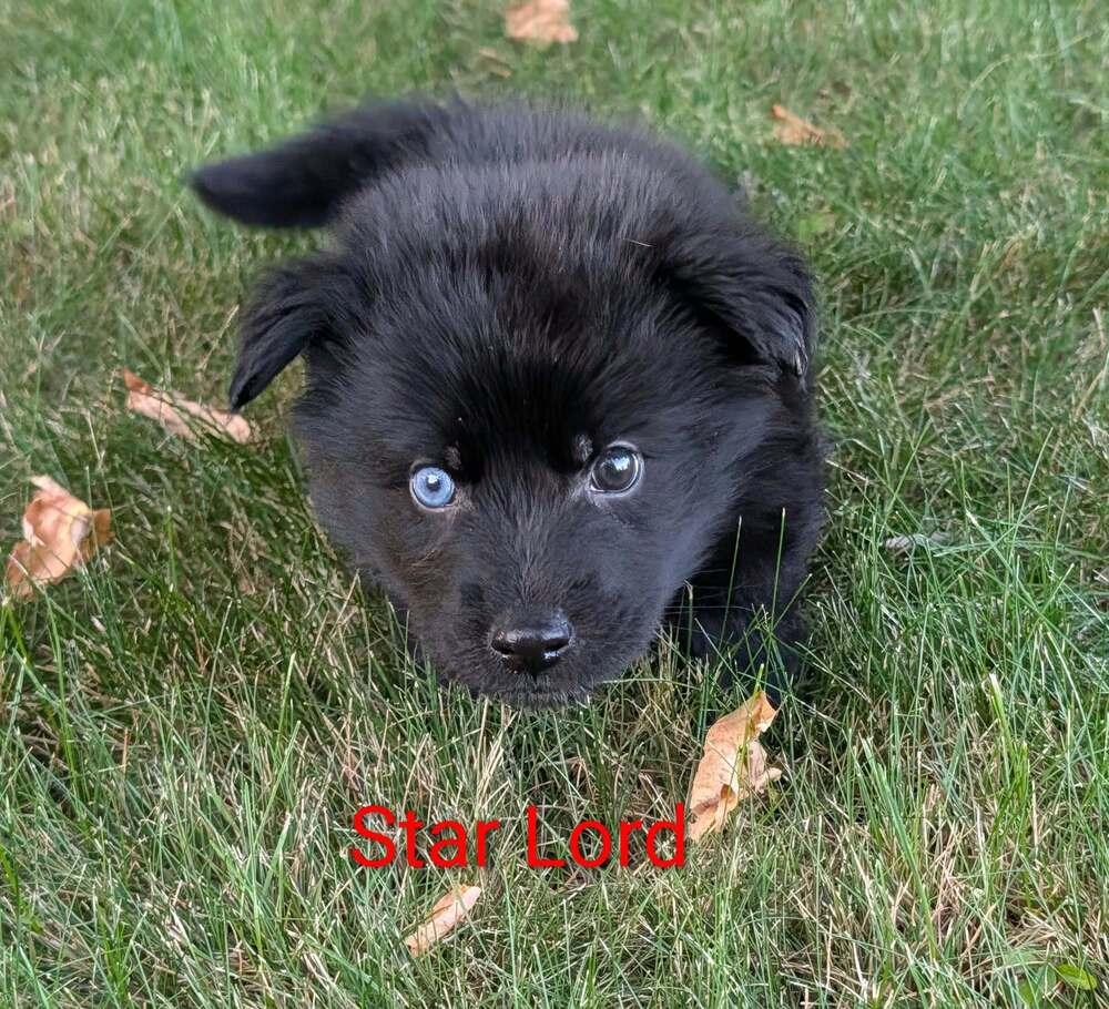 Enlarge Starlord, a Adoptable mixed breed in Waunakee, WI image 2/4