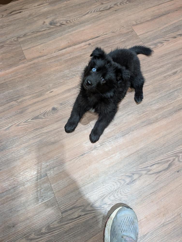 Enlarge Starlord, a Adoptable mixed breed in Waunakee, WI image 3/4