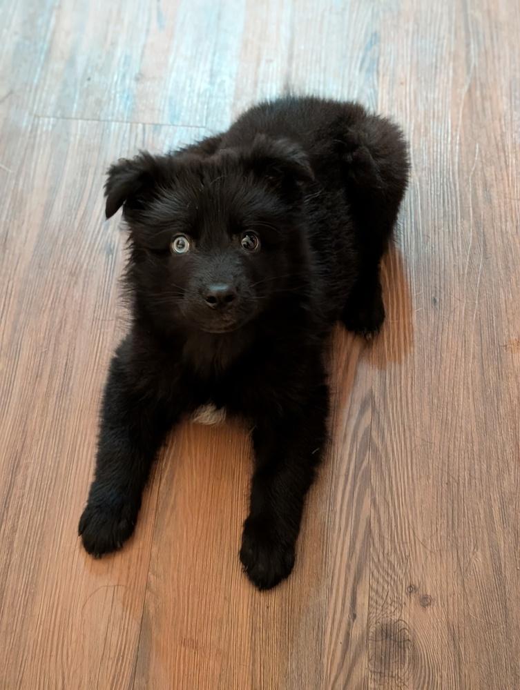 Enlarge Starlord, a Adoptable mixed breed in Waunakee, WI image 4/4