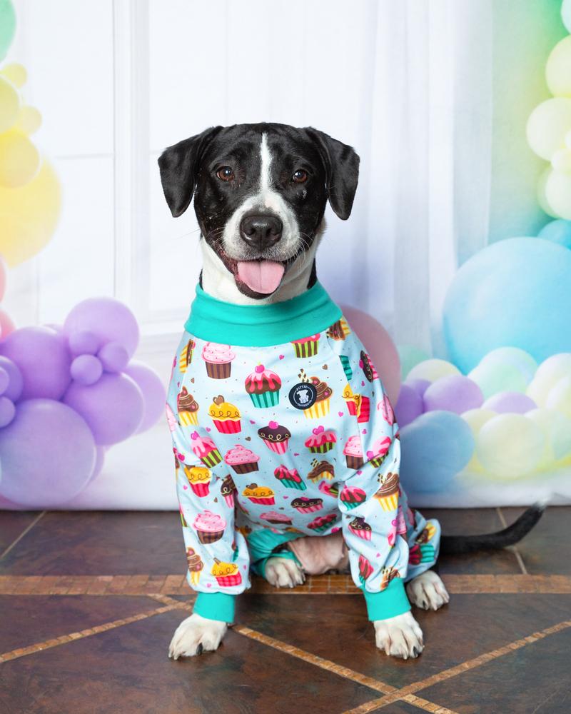 Maggie, Adoptable, Adult Female American Staffordshire Terrier & Pit Bull Terrier.
