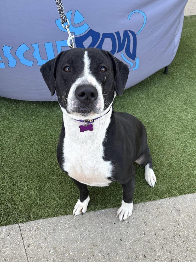 Maggie, Adoptable, Adult Female American Staffordshire Terrier & Pit Bull Terrier.