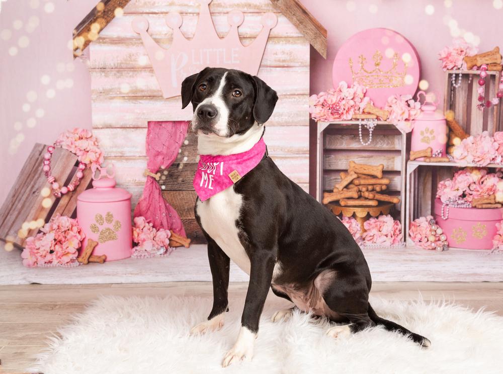 Maggie, a Adoptable mixed breed in Frisco, TX image 2/6