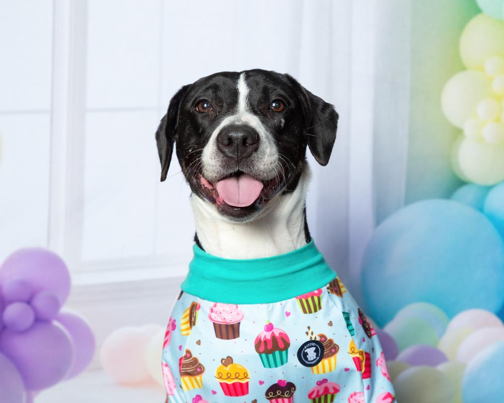 Enlarge Maggie, a Adoptable mixed breed in Frisco, TX image 5/6