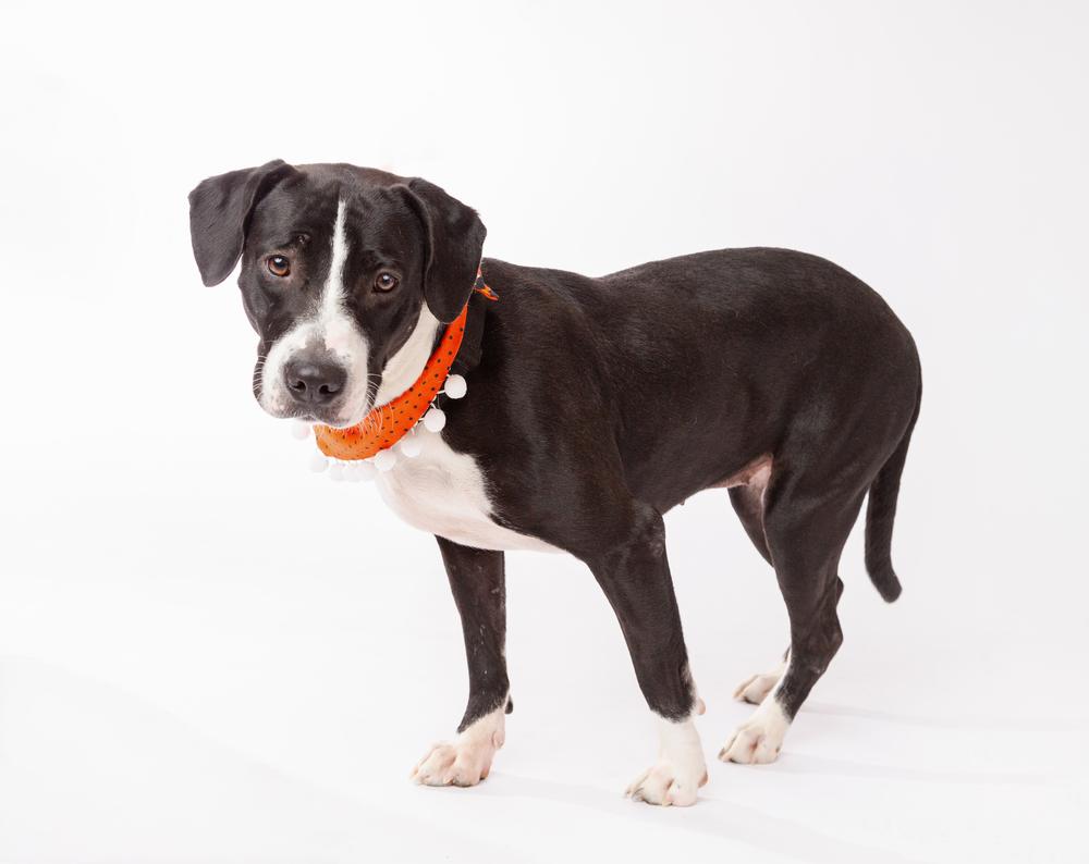 Maggie, a Adoptable mixed breed in Frisco, TX image 6/6