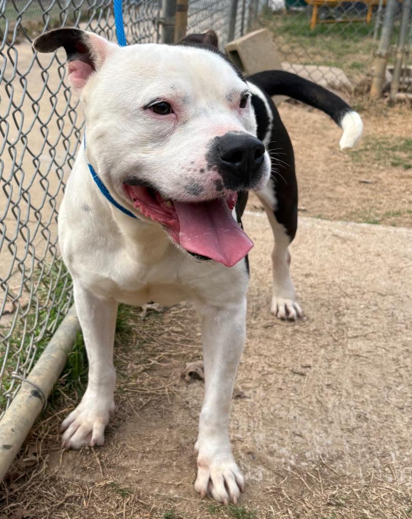 Dexter, Adoptable, Adult Male American Bulldog.