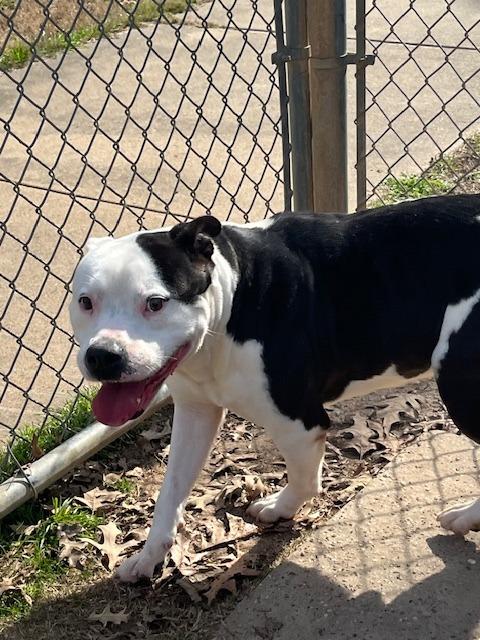 Enlarge Dexter, a Adoptable Pit Bull Terrier in Nacogdoches, TX image 1/3