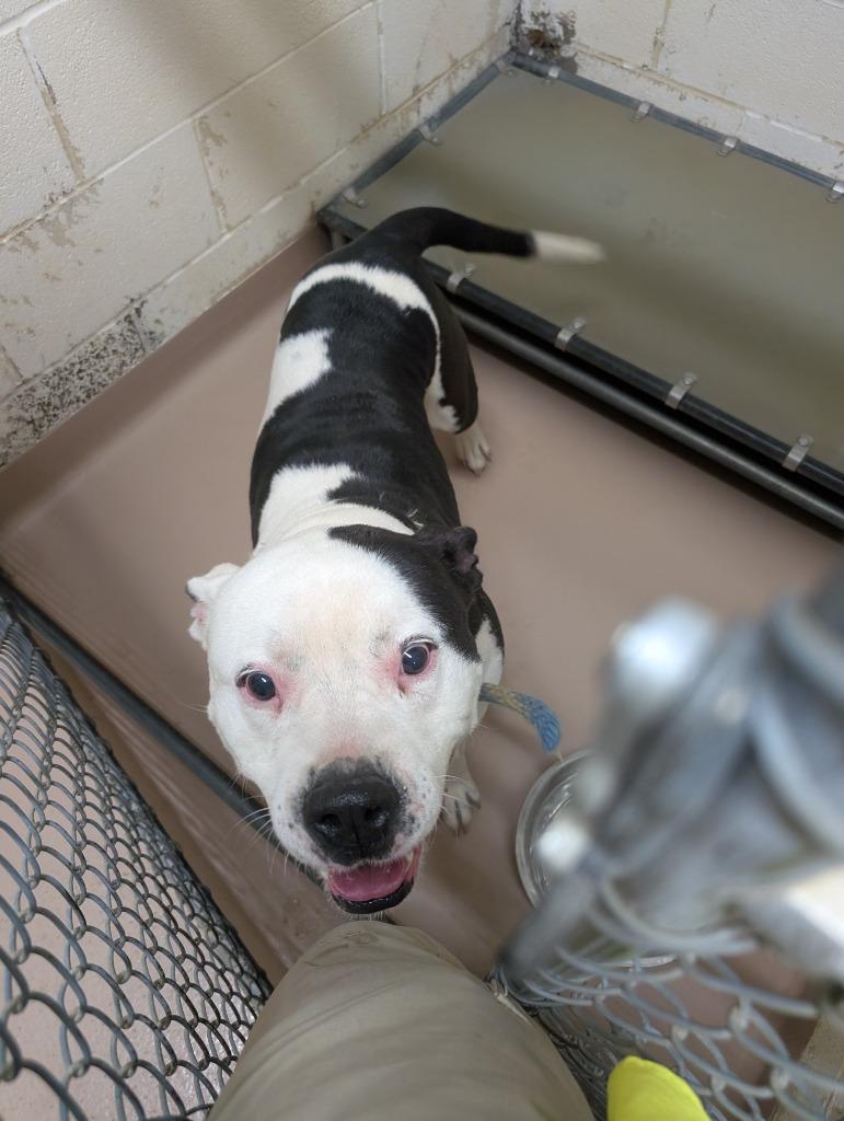 Enlarge Dexter, a Adoptable Pit Bull Terrier in Nacogdoches, TX image 3/3