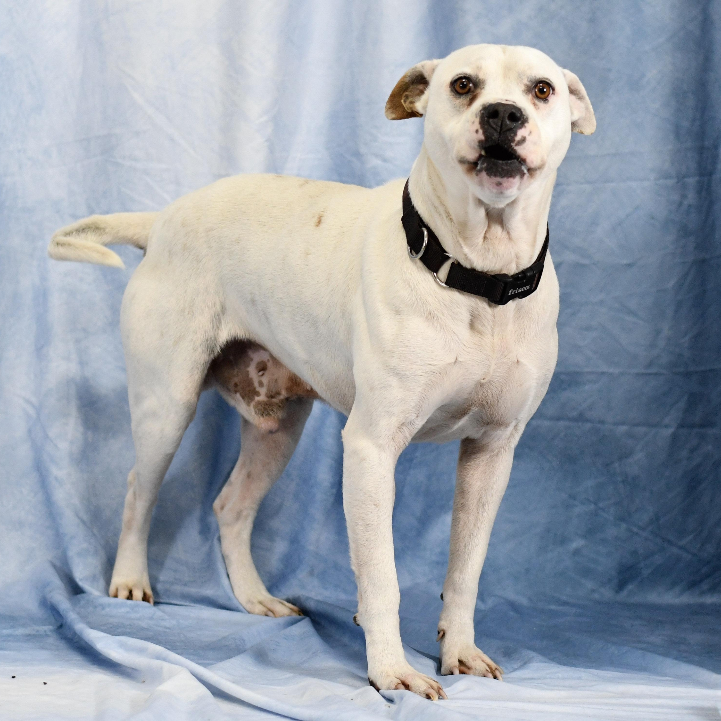 Enlarge Buster, a ADOPTABLE mixed breed in Defuniak Springs, FL image 1/2