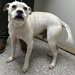 Enlarge Buster, a ADOPTABLE mixed breed in Defuniak Springs, FL image 2/2