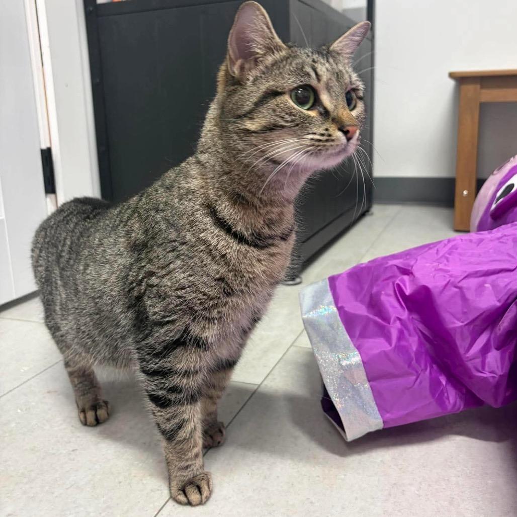 Margo ARC2026-219, Adoptable, Adult Female Domestic Short Hair.