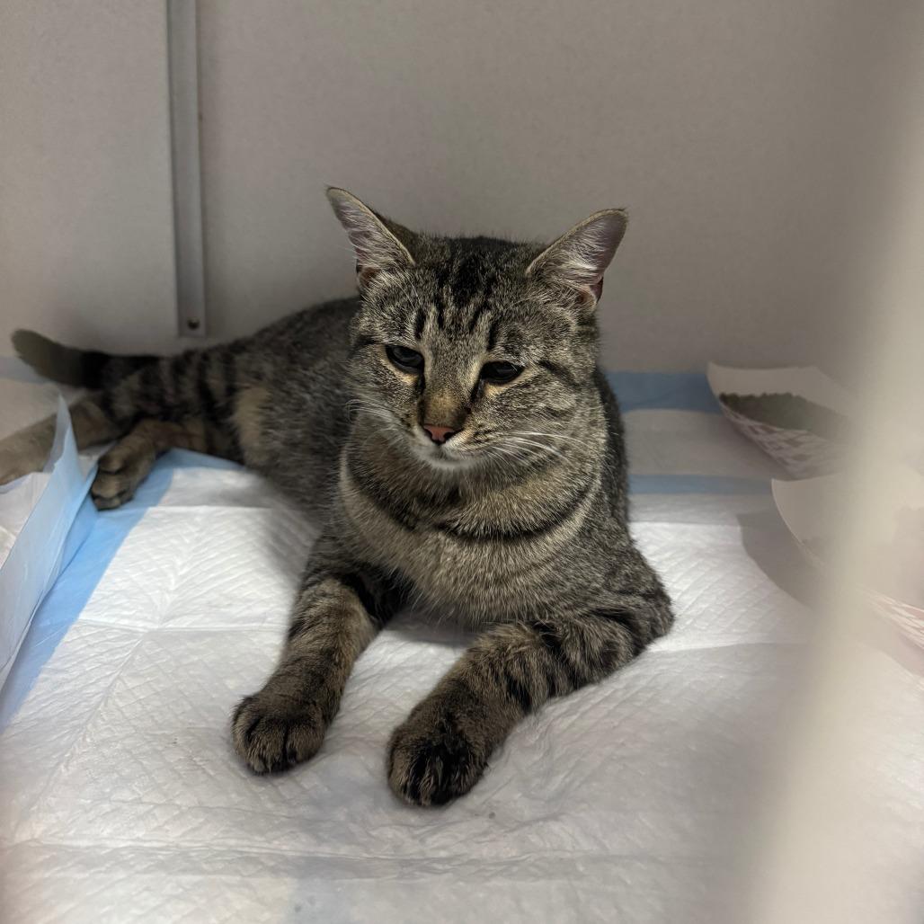 Enlarge Margo ARC2026-219, a Adoptable Domestic Short Hair in Akron, NY image 2/6